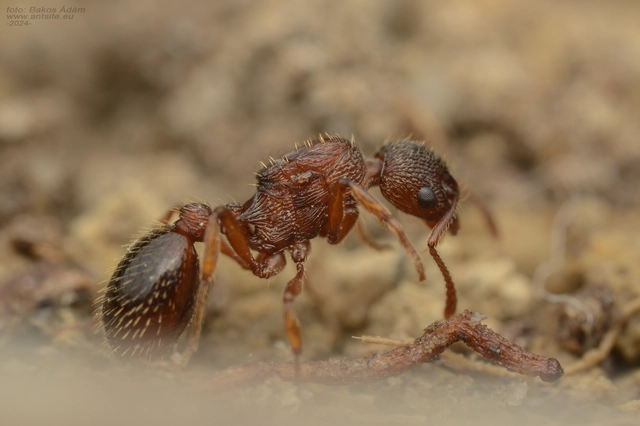 Myrmica specioides - pusztai bütyköshangya