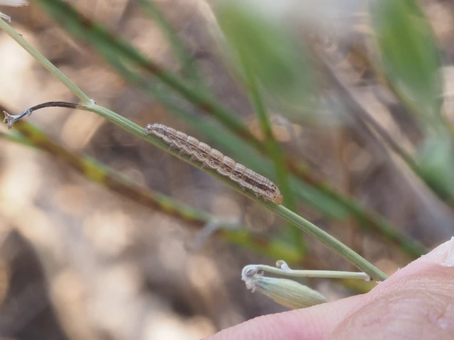 Schinia cognata - nyúlparéj-nappalibagoly
