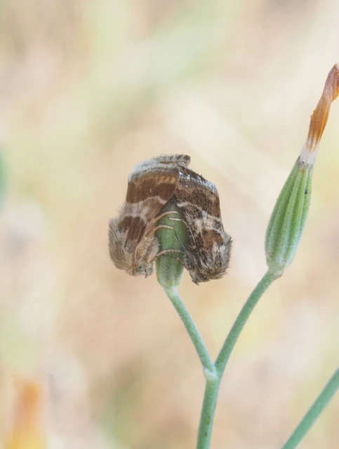 Schinia cognata - nyúlparéj-nappalibagoly