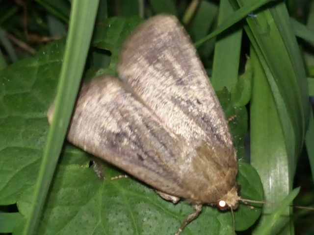 Amphipyra tragopoginis - bakszakállbagoly