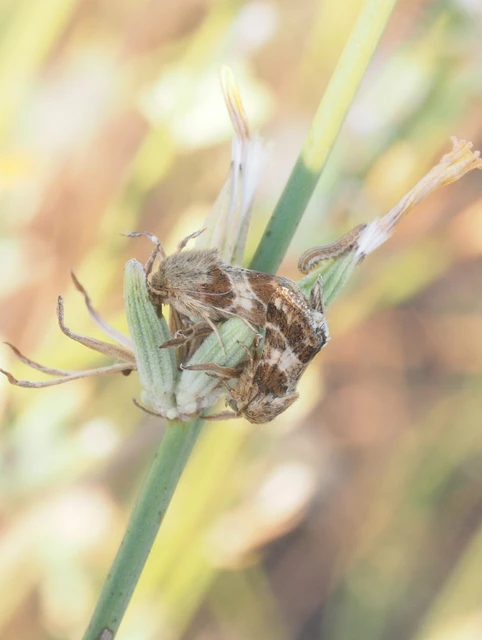 Schinia cognata - nyúlparéj-nappalibagoly
