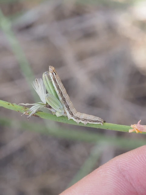 Schinia cognata - nyúlparéj-nappalibagoly