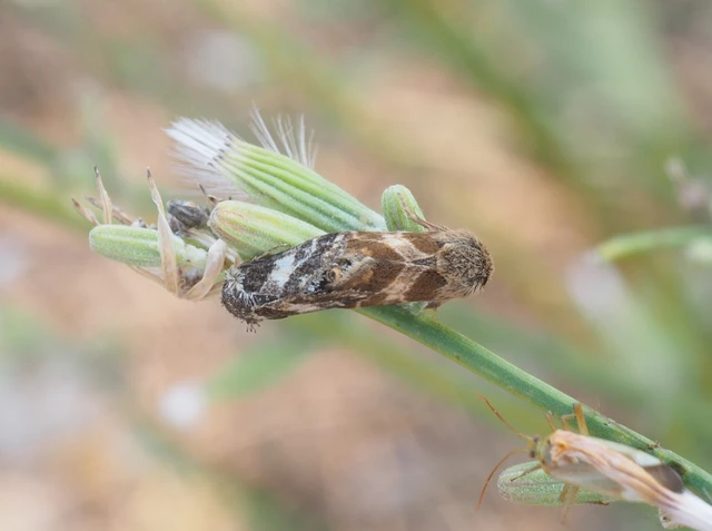 Schinia cognata - nyúlparéj-nappalibagoly