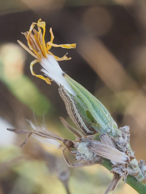 Schinia cognata - nyúlparéj-nappalibagoly