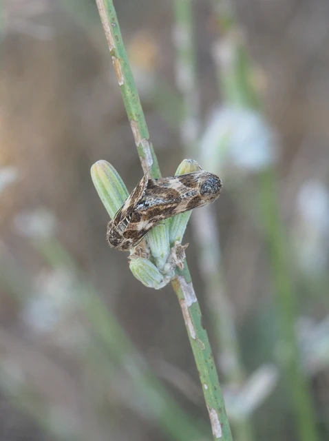 Schinia cognata - nyúlparéj-nappalibagoly