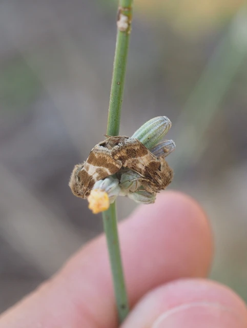 Schinia cognata - nyúlparéj-nappalibagoly