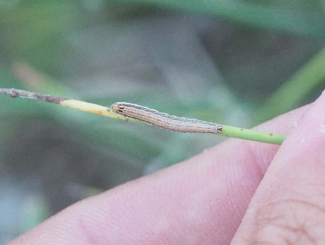 Schinia cognata - nyúlparéj-nappalibagoly