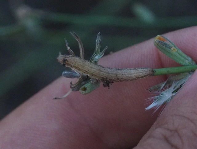 Schinia cognata - nyúlparéj-nappalibagoly