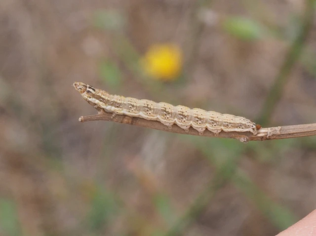 Schinia cognata - nyúlparéj-nappalibagoly