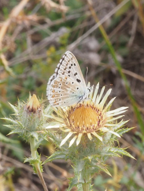 Polyommatus coridon - ezüstkék boglárka