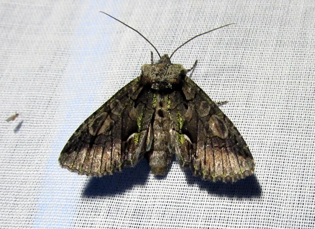 Allophyes oxyacanthae - galagonyabagoly