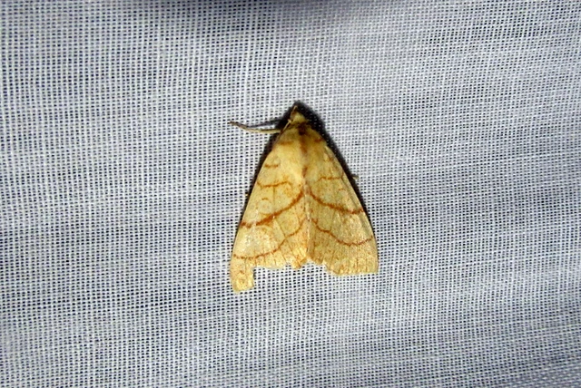 Tiliacea citrago - citromszínű sárgabagoly