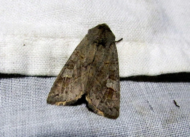 Ammoconia caecimacula - szürke őszibagoly