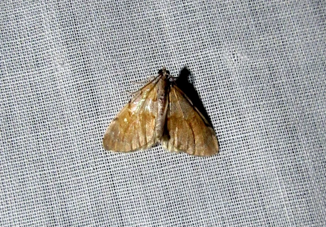 Pennithera firmata - sárgásvörös fenyőaraszoló