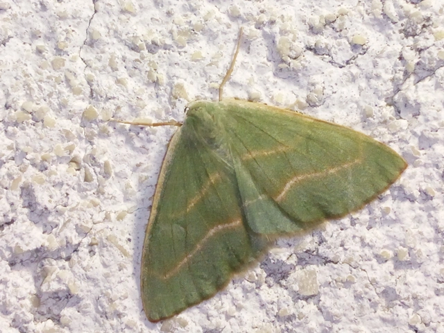 Hylaea fasciaria - erdeifenyő-sávosaraszoló