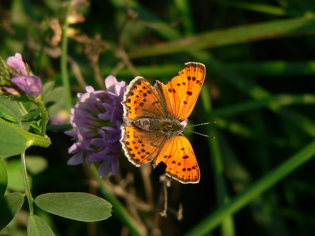 Lycaena thersamon - kis tűzlepke