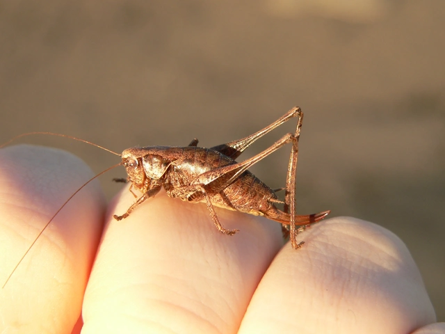 Pholidoptera griseoaptera - szürke avarszöcske