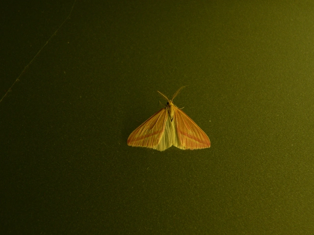 Rhodometra sacraria - rózsacsíkos araszoló