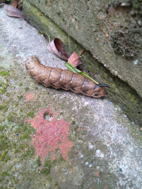 Agrius convolvuli - szulákszender
