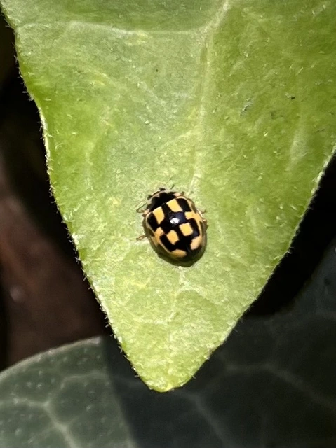 Propylea quatuordecimpunctata - tizennégypettyes füsskata