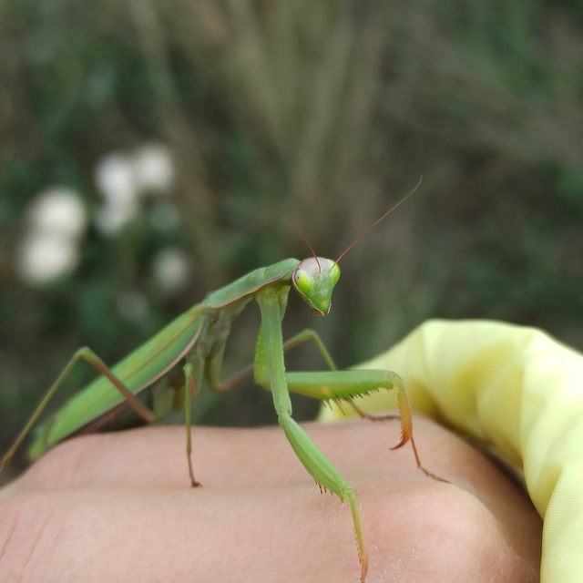 Mantis religiosa - imádkozósáska