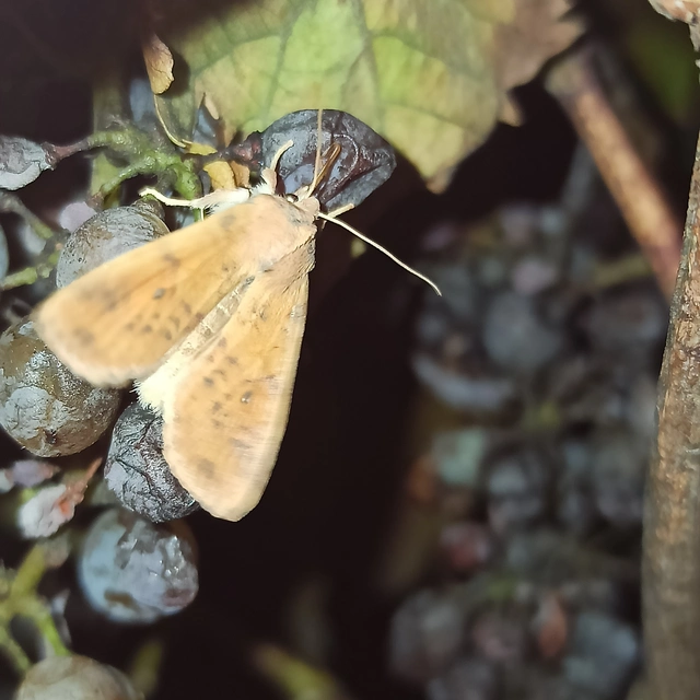 Cirrhia gilvago - foltos sárgabagoly