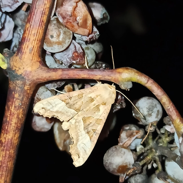 Phlogophora meticulosa - vándorló csipkésbagoly