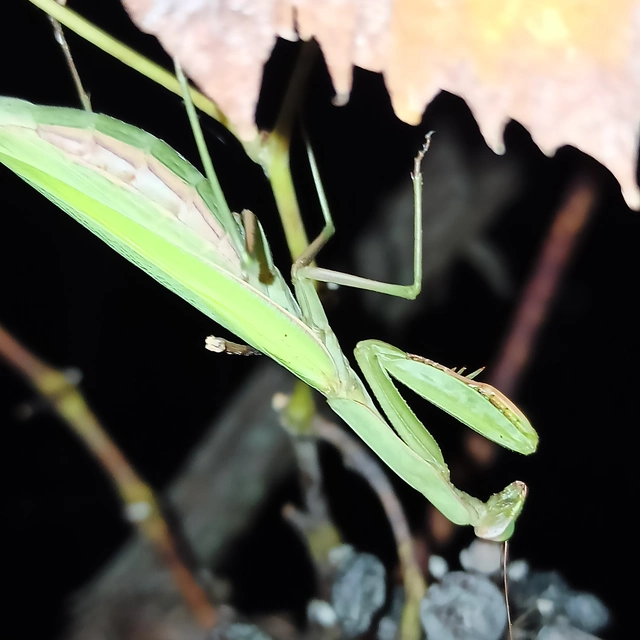 Mantis religiosa - imádkozósáska