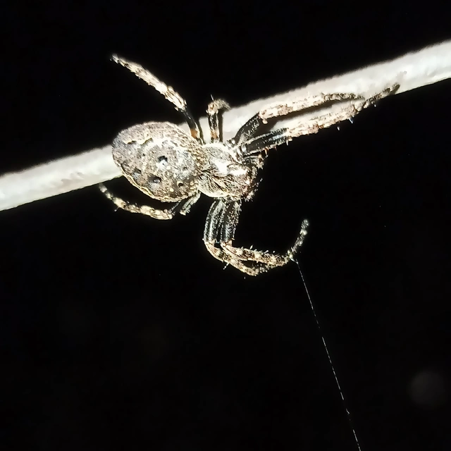 Nuctenea umbratica - közönséges rés-keresztespók