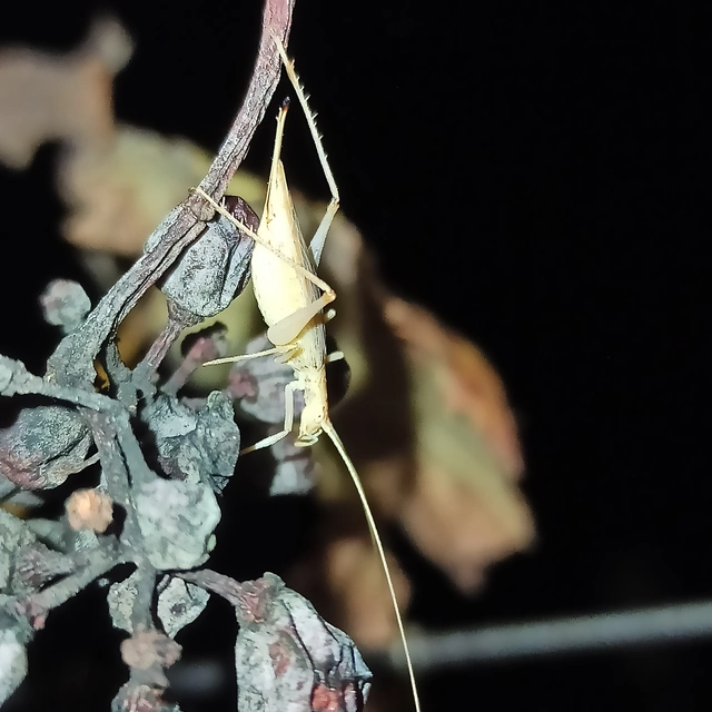 Oecanthus pellucens - pirregőtücsök