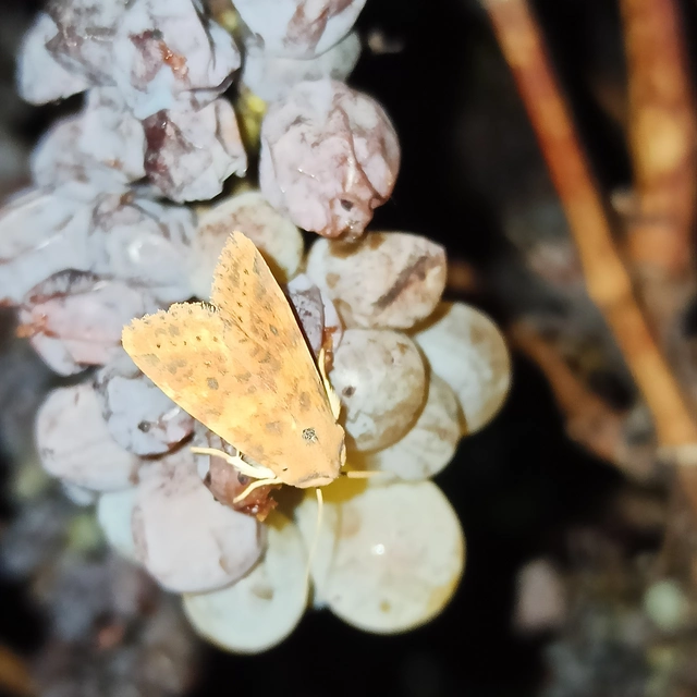 Cirrhia gilvago - foltos sárgabagoly