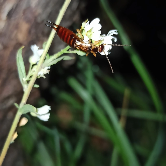 Forficula auricularia - közönséges fülbemászó