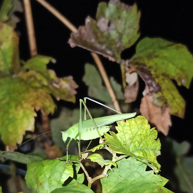 Phaneroptera nana - pontozott repülőszöcske