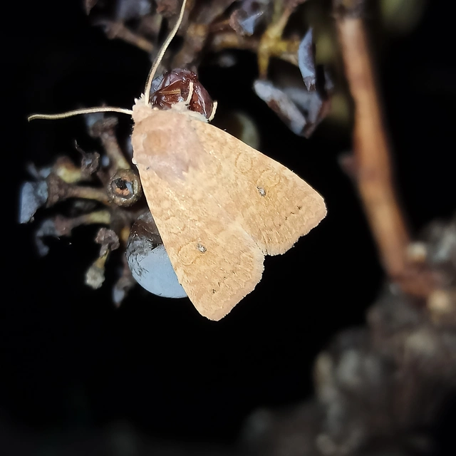 Cirrhia gilvago - foltos sárgabagoly
