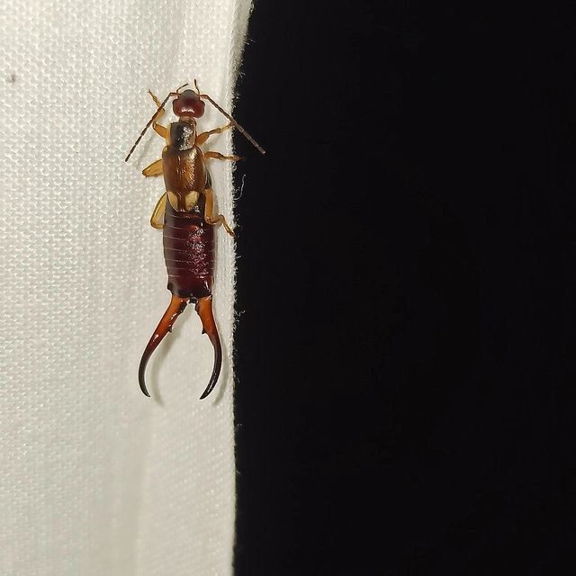 Forficula auricularia - közönséges fülbemászó