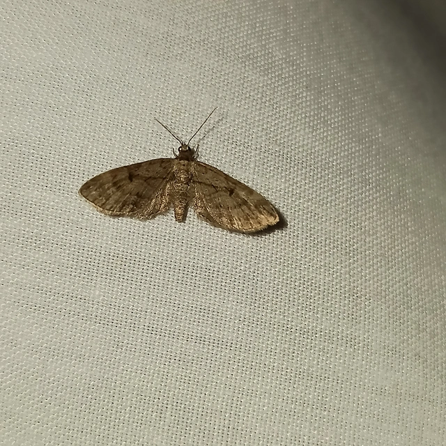 Eupithecia ericeata - feketefenyő-törpearaszoló