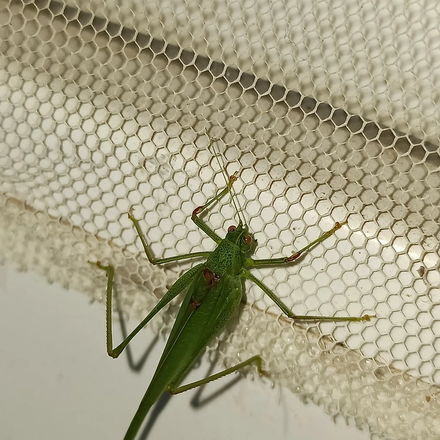 Phaneroptera nana - pontozott repülőszöcske