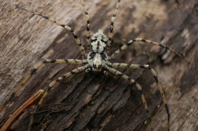Philodromus margaritatus - bükkfa-fürgekarolópók