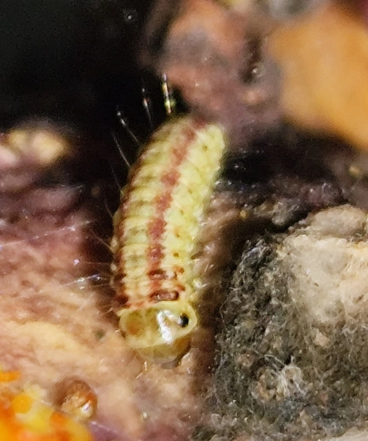 Nephopterix angustella - kecskerágó-karcsúmoly