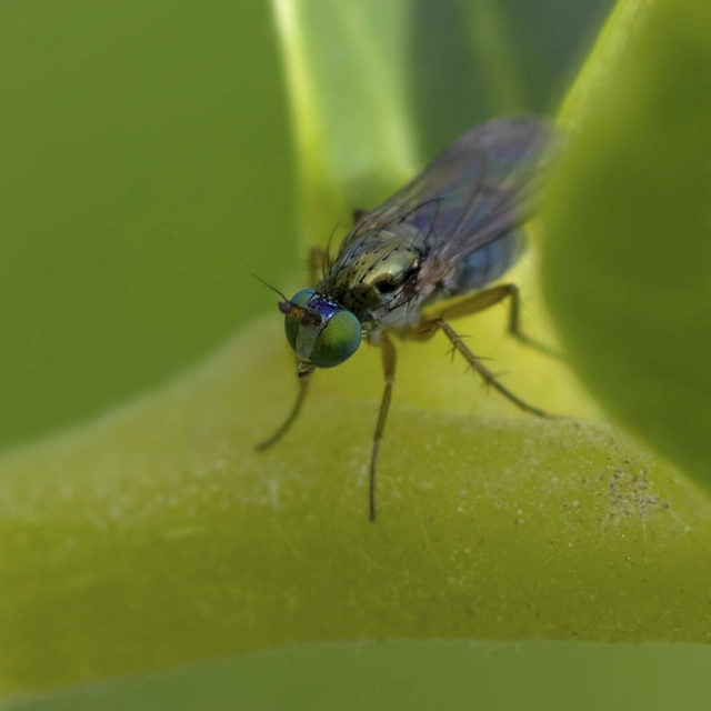 Dolichopodidae - szúnyoglábú legyek