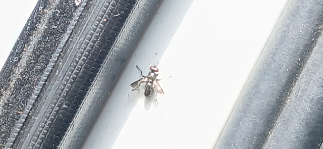 Tachinidae - fürkészlegyek