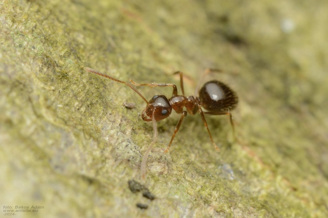 Prenolepis nitens - ragyogóhangya