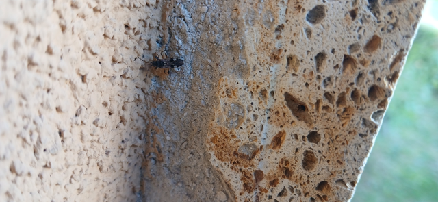 Beosus maritimus - homoki bodobács