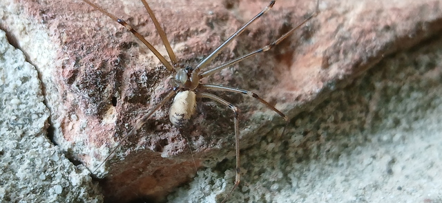 Hoplopholcus forskali - mintás álkaszáspók