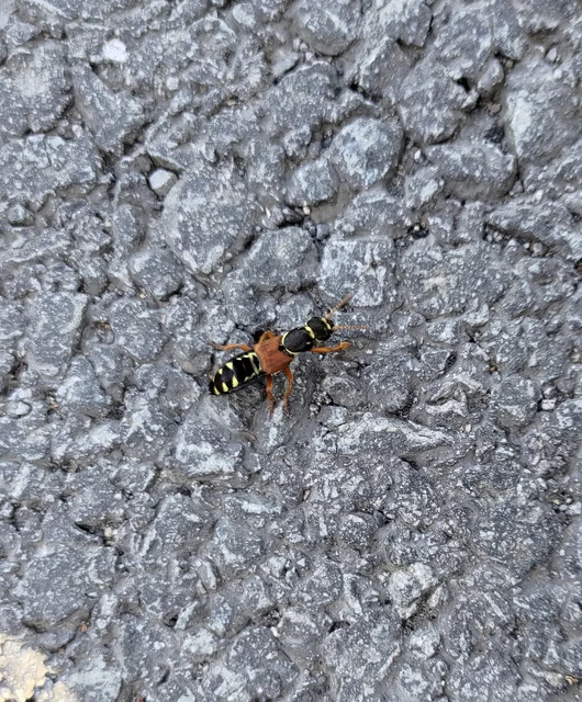 Staphylinus caesareus - aranysujtásos holyva