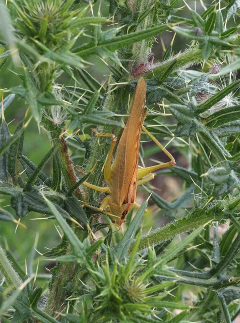 Tettigonia viridissima - zöld lombszöcske
