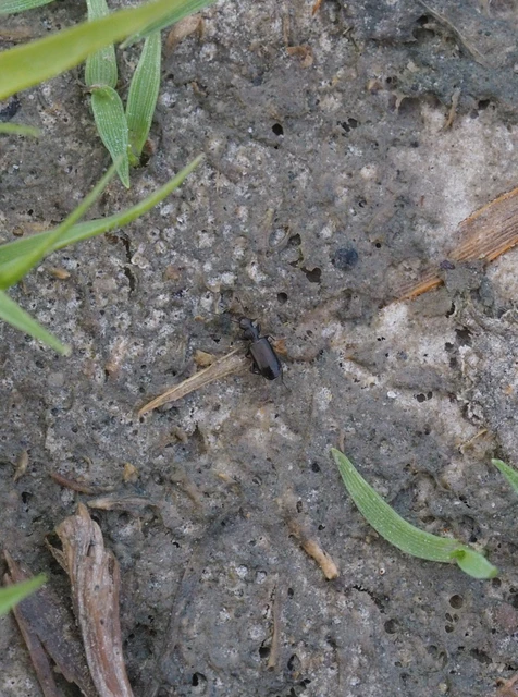 Microlestes