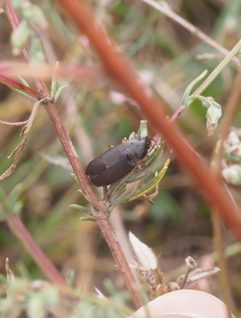 Calathus ambiguus - homoki tarfutó