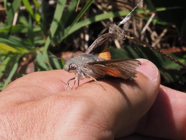 kacsafarkú szender - Macroglossum stellatarum