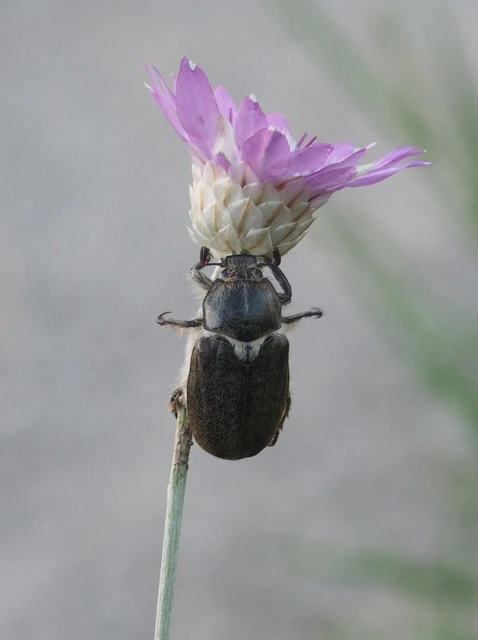 Anoxia pilosa - pusztai cserebogár